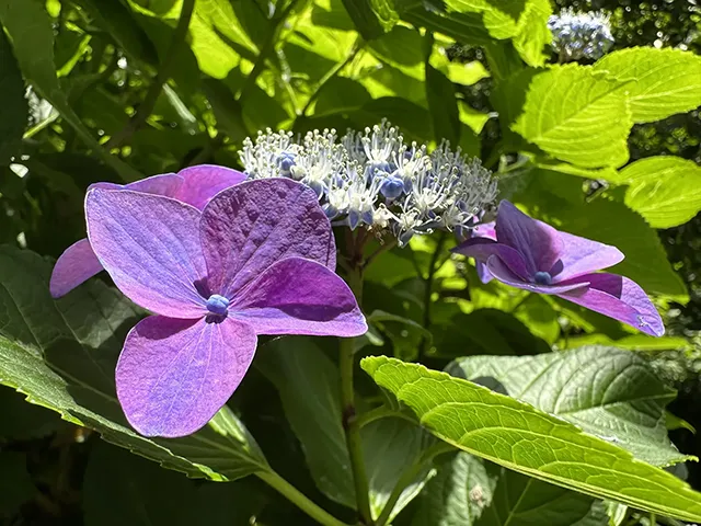 ガクアジサイ（額紫陽花）