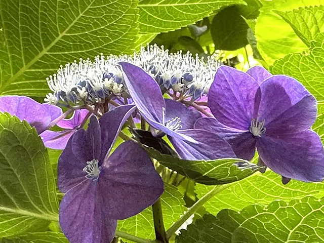 ガクアジサイ（額紫陽花）