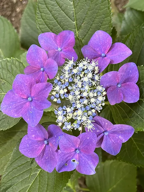 ガクアジサイ（額紫陽花）