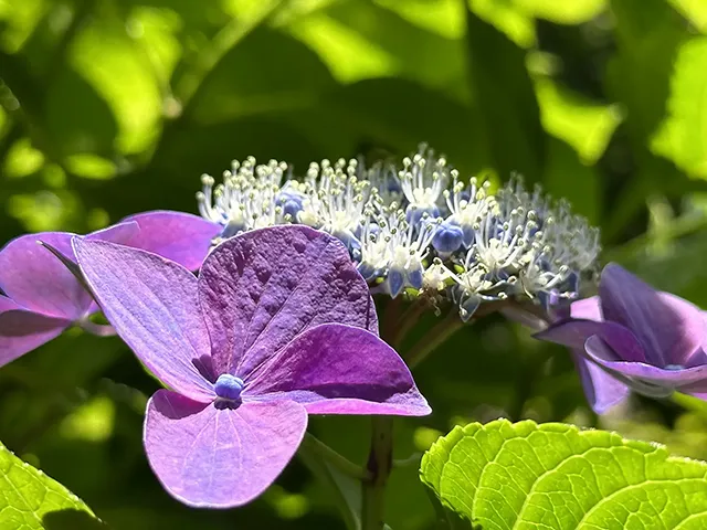 ガクアジサイ（額紫陽花）