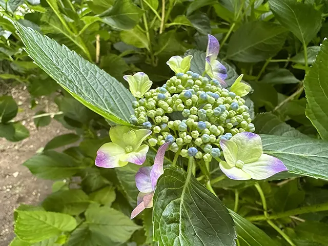 ガクアジサイ（額紫陽花）