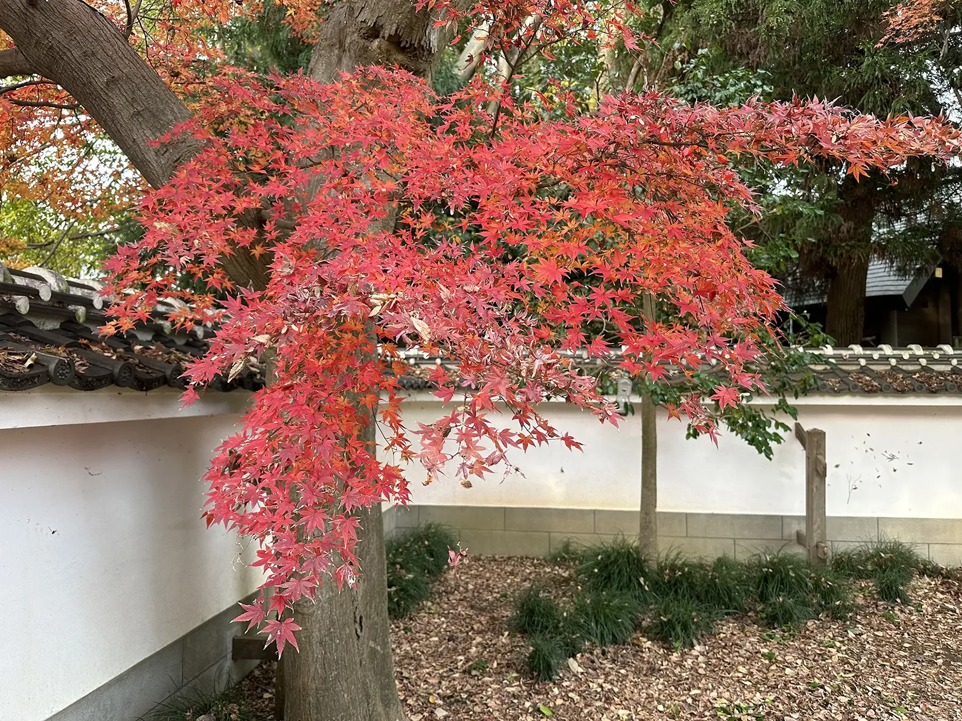 イロハモミジ（以呂波紅葉）