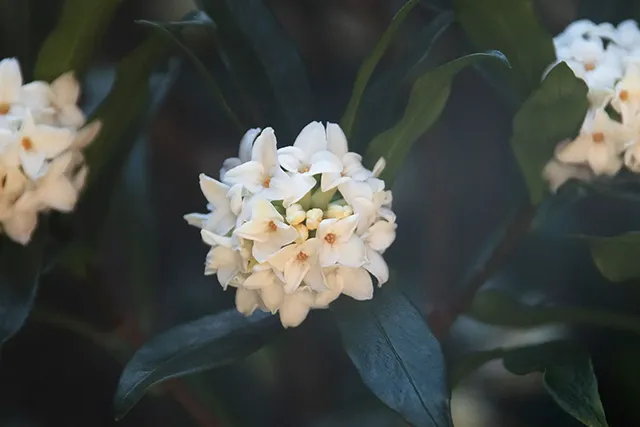 ジンチョウゲ（沈丁花）