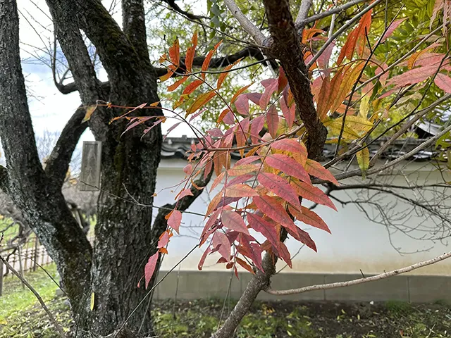 カイノキ（栢木：紅葉）