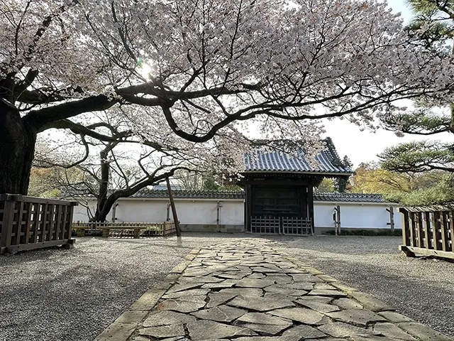 サクラ（左近の桜）