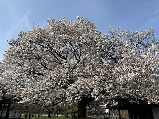 サクラ（左近の桜）