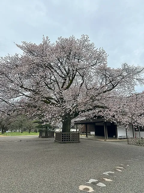 サクラ（左近の桜）