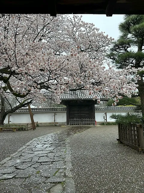 サクラ（左近の桜）