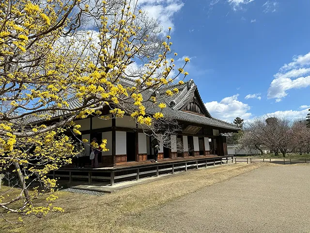 サンシュユ（山茱萸）