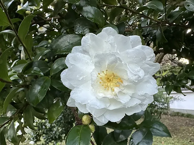 サザンカ（山茶花）