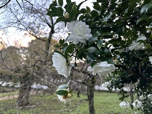 サザンカ（山茶花）