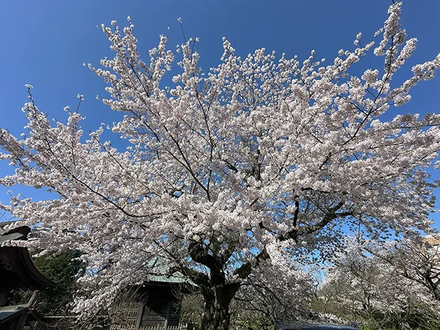 サクラ（桜：染井吉野）