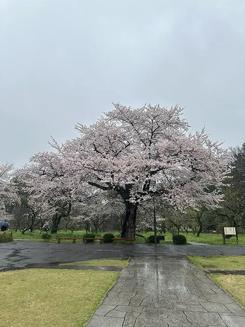 サクラ（桜：染井吉野）