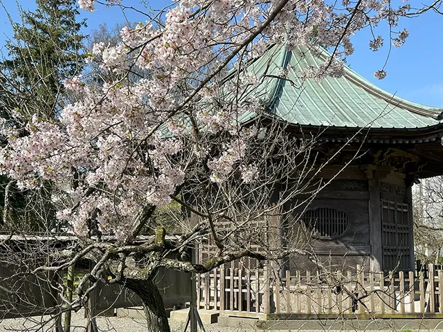 サクラ（桜：染井吉野）