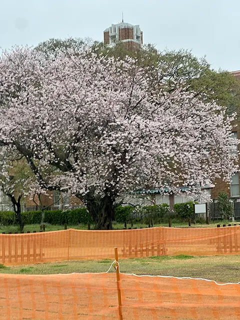 サクラ（桜：染井吉野）