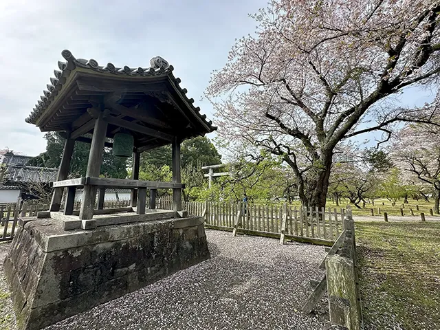 サクラ（桜：染井吉野）