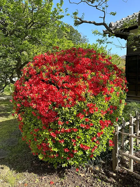 ツツジ（躑躅：霧島躑躅）