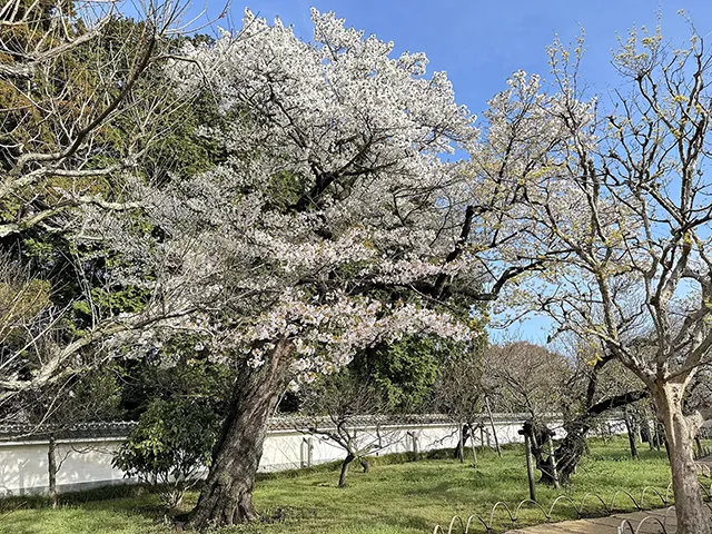 サクラ（桜：山桜の仲間）