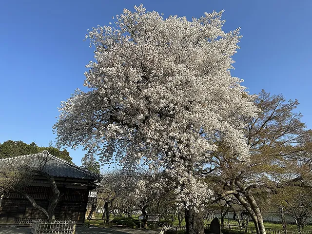 サクラ（桜：山桜の仲間）