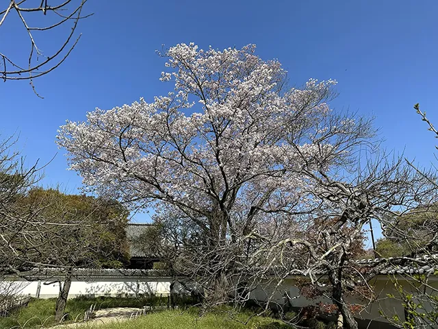 サクラ（桜：山桜の仲間）