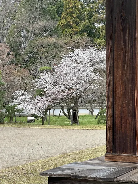 サクラ（桜：山桜の仲間）