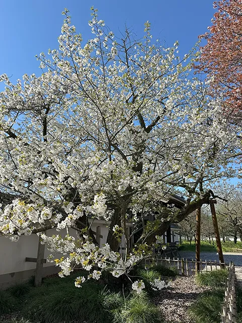 サクラ（桜：山桜の仲間）