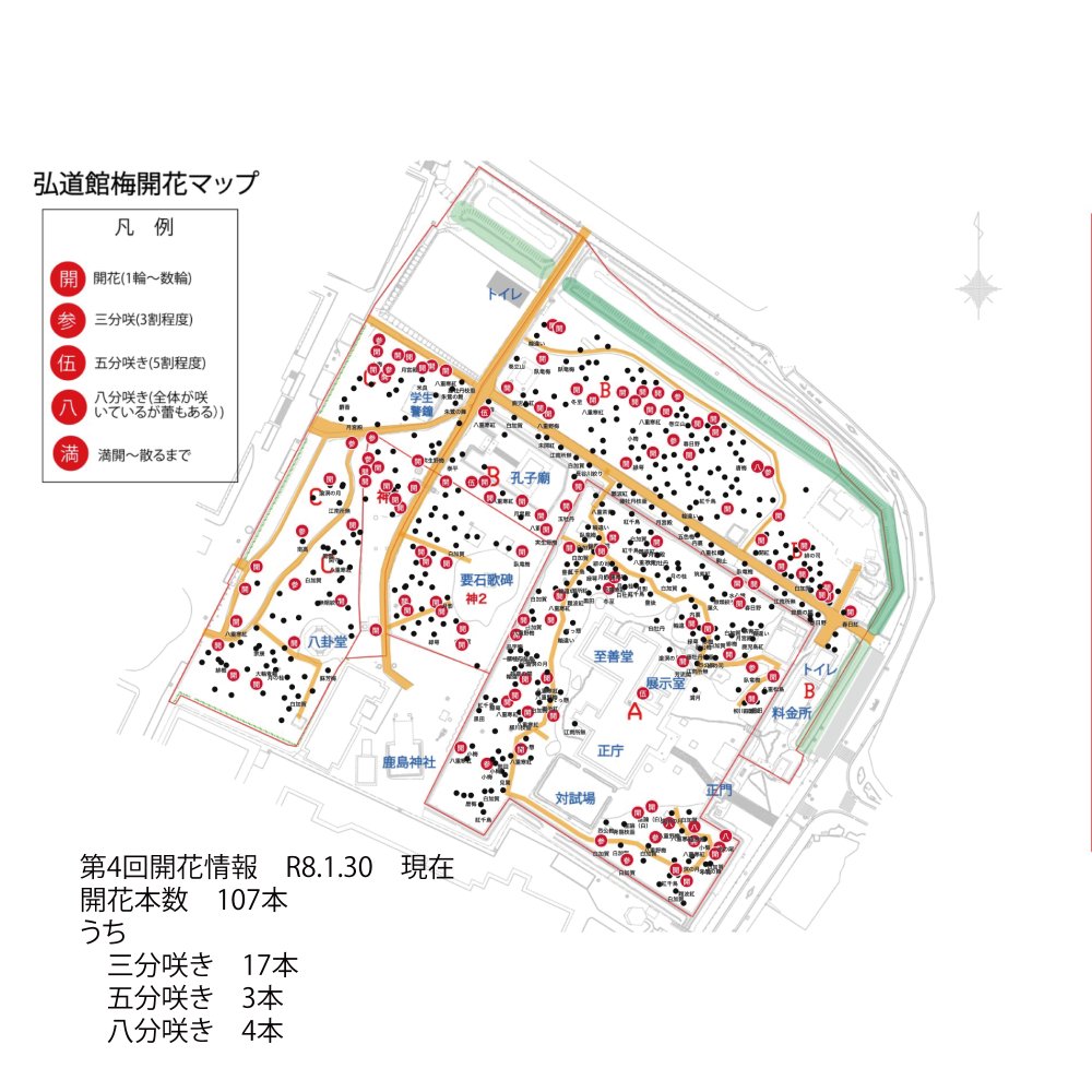  弘道館の梅の開花情報(R7年度第4回：R8.1.30）