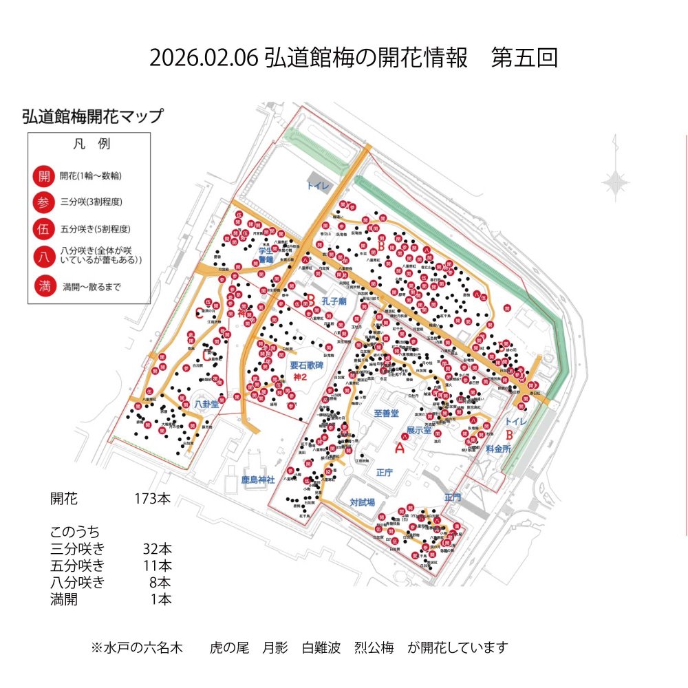 弘道館の梅の開花情報(R7年度第5回：R8.2.6）
