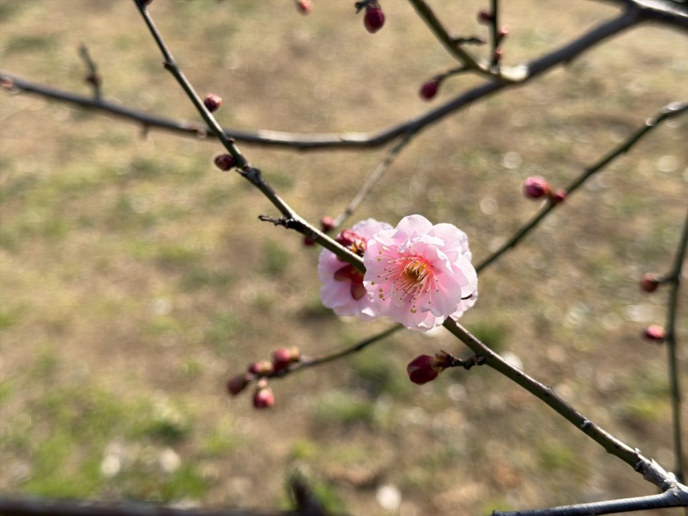 江南所無 水戸の六名木のひとつ